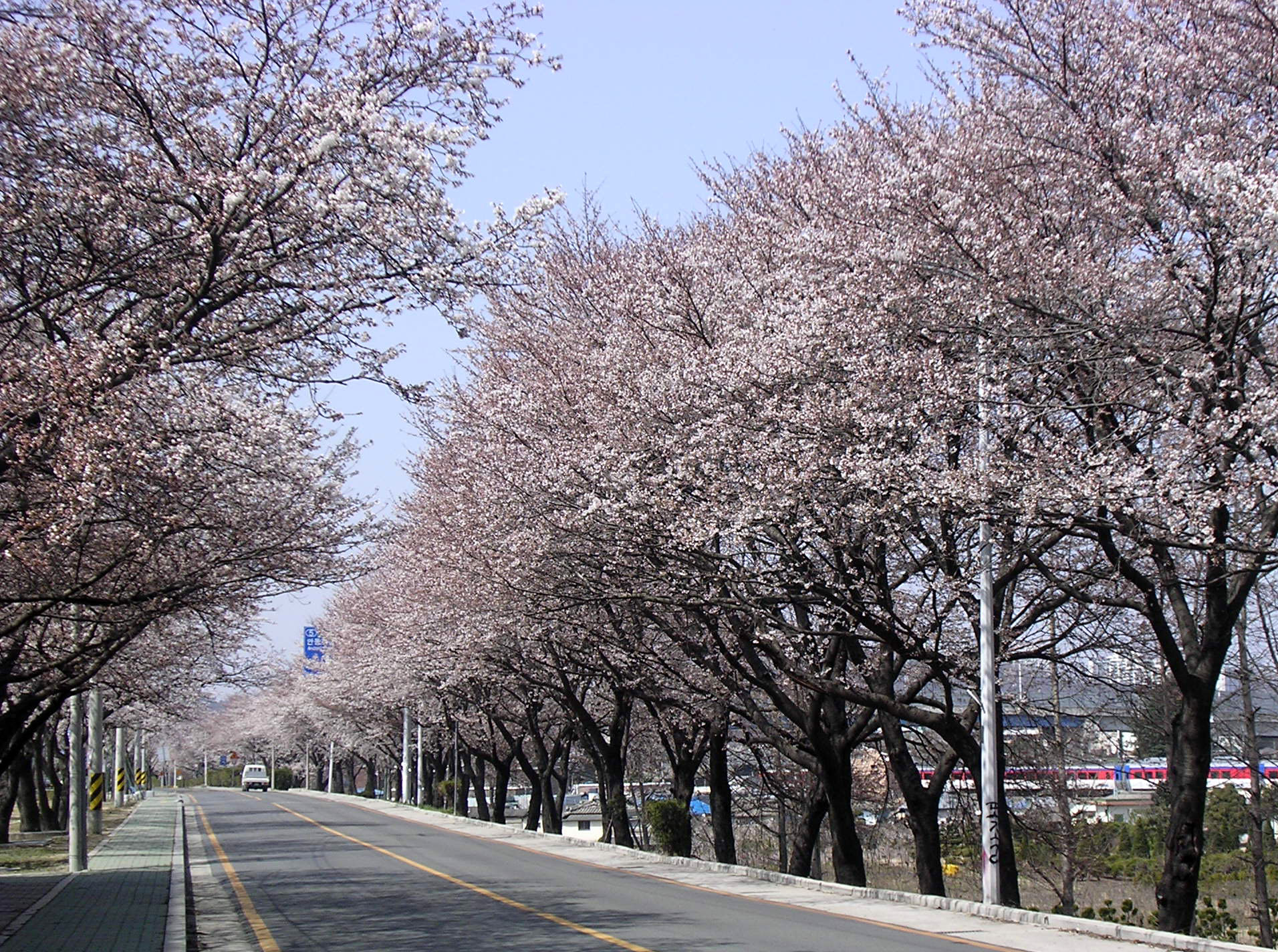 4월 5일 낙동강 벚꽃길 입니다.. 첨부사진